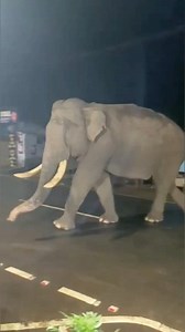 Wild Elephant crossing road near the front hotel #elegant #wildlife #elephant | Wild Safari