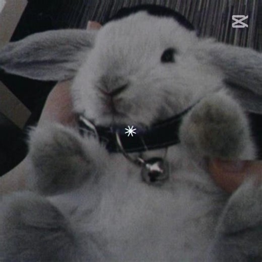 𝔂𝓾𝓴𝓲 𝓬𝓸𝓻𝓮 ✳