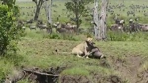53K views · 642 reactions | No wonder they call The Great Wildebeest Migration one of the Seven New Wonders of the World ... filmed today by Elewana Sand River Mara Camp guests The Callin Family. https://bit.ly/2tCkkN0 | Cheetah Safaris | Facebook