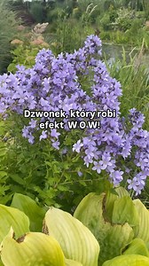 Dzwonek, który robi efekt WOW! Znasz ten dzwonek ? Dzwonek kremowy ( Campanula lactiflora ‘Prichard’s Variety’) to bylina, obok której nikt nie przejdzie obojętnie. Delikatny, a zarazem wyrazisty – tworzy romantyczne niebieskie chmurki kwiatów, które unoszą się nad rabatą jak mgiełka. Co lubi? ✅Słońce lub lekki półcień, żyzną i wilgotną (ale przepuszczalną!) glebę. Odwdzięczy się wtedy długim i spektakularnym kwitnieniem od czerwca aż po sierpień. ✅Świetnie sprawdza się w ogrodach naturalistyczn