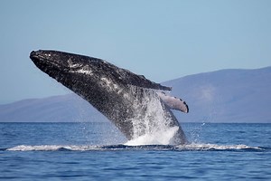 Become a Member | Pacific Whale Foundation (PWF)