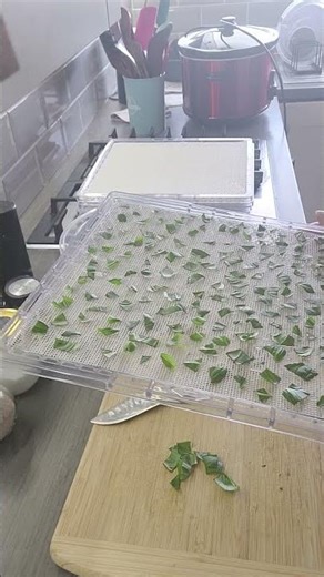 Dehydrating Parsley and Basil Short