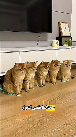 تجربة مربي قطط تنتهي بكابوس أحمر مخيف في الليل 🐈🌒