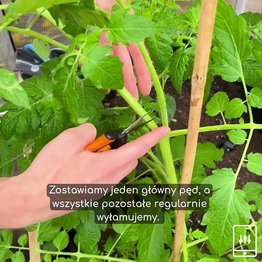 Jak prawidłowo pielęgnować pomidory? 3 proste sposoby na zdrowe i silne rośliny.