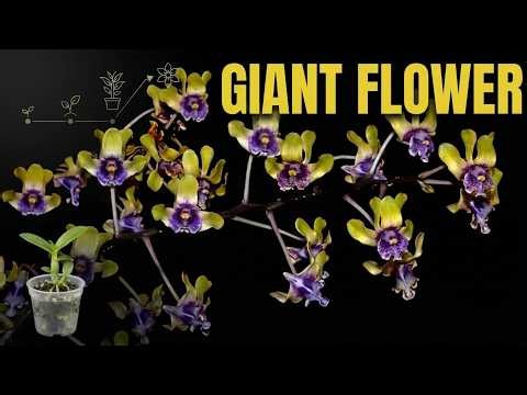 How to Grow GIGANTIC Orchids from Seedlings (Dendrobium Care)
