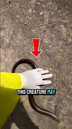 This Is NOT a Snake – Meet the Legless Lizard! #animalfacts