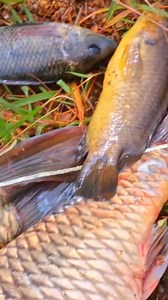 fresh fish from idukki dam | Idukki world