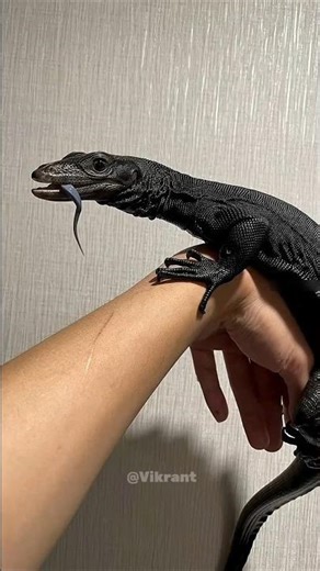 How Do Lizards Lay Their Eggs? 🥚#jumpstyle