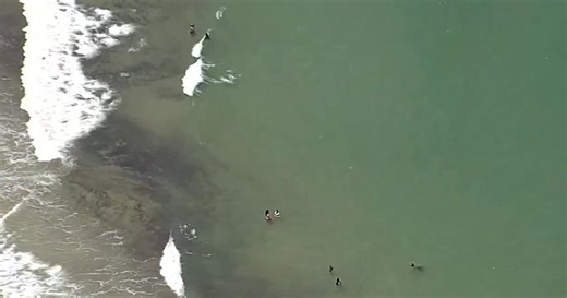 Possible barracuda attack takes 'big chunk' out of woman's arm in Broward County