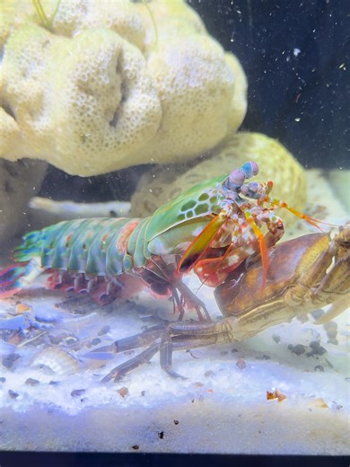 Mantis Shrimp Punch Explained by Nature 🌊 Evolution created one of the strongest punches ever. #evolution #mantisshrimp #marinefacts#viralvideo #video #viral #shorts #aquarium #SeaFight