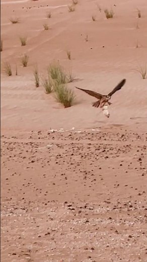 THE EAGLE TRAINING IS STARING OUTDOOR ADVENTURES,♥️🦅 #wildlifeentertainment #eagle #harehunting