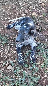 1.2K views · 34 reactions | Vito Breton Setter Inglese on Reels | Facebook