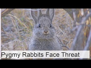 The pygmy rabbit is a vulnerable species