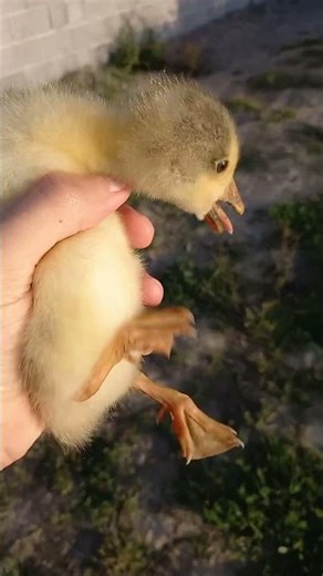 Releasing a rural goose chick