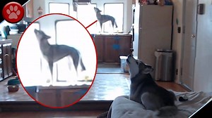 51K views · 488 reactions | We left our huskies home alone and set up a camera to see what happens. Freya and Nora howl together for the first time! And yes, Freya the puppy was on the kitchen counter... Other than that they were good dogs! #husky #howling Watch more shenanigans at https://www.youtube.com/pawrecord ! | Paw Record | Facebook