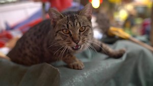 Cat Hissing at Camera | Free Stock Video Footage