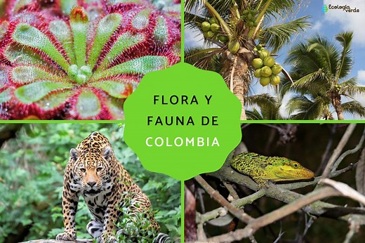 Flora y fauna de Colombia - Características y especies con FOTOS y VÍDEO