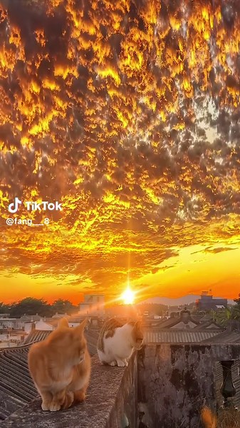 Beautiful Sunset with a Playful Cat - Enjoy the Serene Connection of Pets, Animals, and Nature