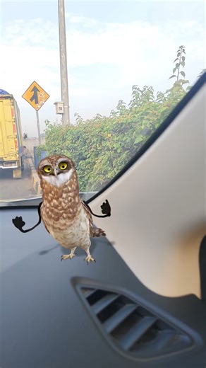 funny owl #owldance #usashorts