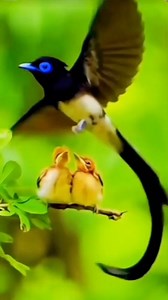 182K views · 7.1K reactions | Rare beauties of the wild — birds you’ll never forget! ️✨#WildBirdPhotography #BirdLovers #RareBirds #NatureIsBeautiful #BirdWatching #ExoticBirds #AnimalBirdWorld #BirdsOfFacebook #WildlifePhotography #NatureMagic #naturetweeters | Nature-Tweeters | Facebook