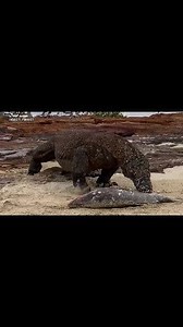 Lizard Eating Giant Fish | Insect Forest