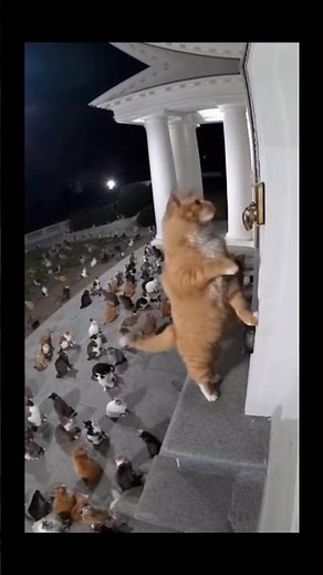 Curious Cat Rings the Doorbell 😂🐾 | Funny Cat Video#trending #funny #happy #animals
