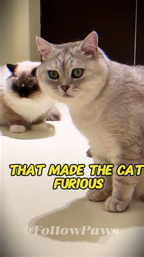 Cute cats and "evil" owners 😹 #catshorts #shorts #funny