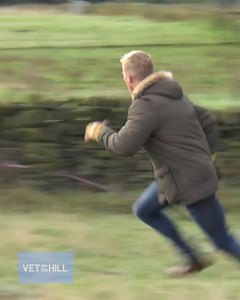 Did someone say Puppy Christmas Party?? Sign me up!! 😍🎄 But before Dr Scott can party, he has to catch some feisty reindeer who are NOT in the Christmas spirit!! 😂 | Vet On The Hill