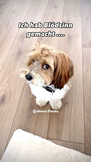 Choco Flocke on Instagram: "🤭😂🤭😂 #dogsofinstagram#fun#dogvideo"