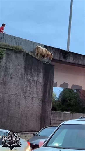 Breaking911 on Instagram: "Three cows were seen fleeing a trailer crash on I-5 in Washington State: one was hit by a car, another got stuck in a fence, and one leapt off a bridge."
