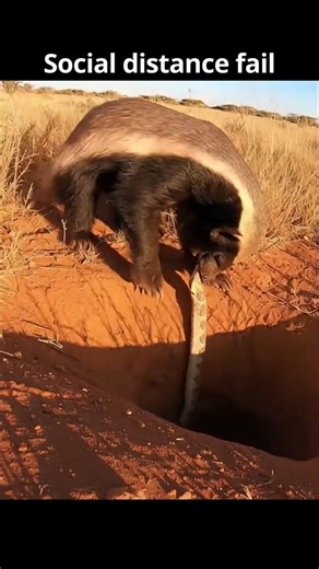 Badger finds snake in the bed