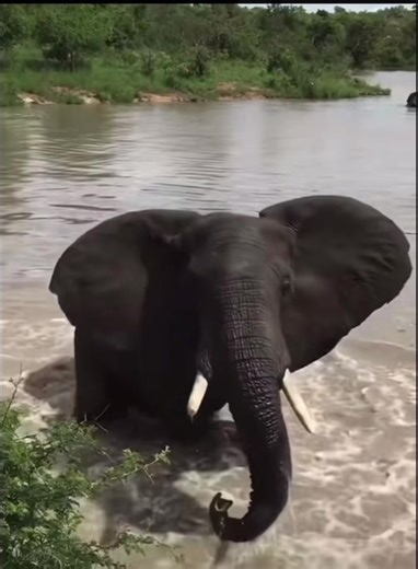 elleafricasafaris on TikTok