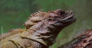 Philippine sailfin lizard, crested lizard, sail-fin lizard, sailfin water lizard (Hydrosaurus pustulatus) or its native name ibid is an oviparous lizard living only in the Philippines