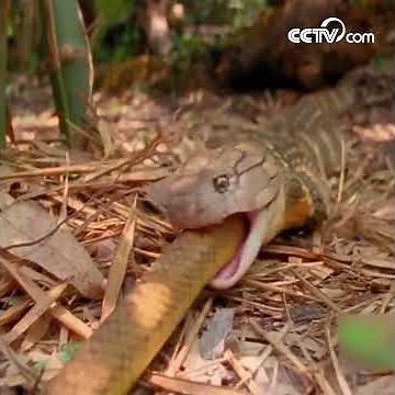Un cobra royal avale en entier un serpent