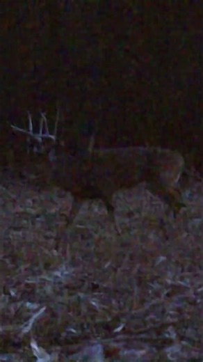 Is this a MULE DEER X WHITETAIL 👀❓