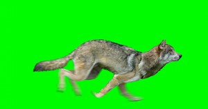 Wolf Various Looping Actions Stock Motion Graphics SBV-338422131 - Storyblocks