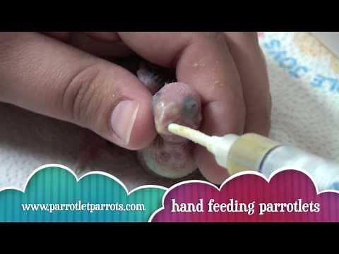 Littletweet.com : Baby Parrotlets being Hand Fed