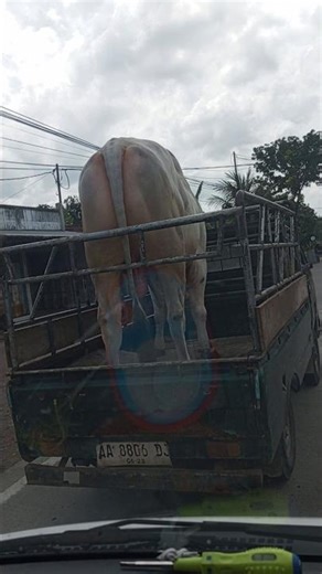 Sapi Gede bangettt...!!