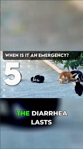 Cat Diarrhea: When to RUSH to the Vet IMMEDIATELY!