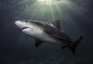 Bull Shark