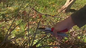 Ratchet Anvil Pruning Shears,Anvil Pruner For Gardening,Hand Pruners for Tree trimming,Carbon Steel Garden clippers, Garden Shear, Pruning Shear,Heavy Duty ratchet shears for Hardy branches,deadwoods