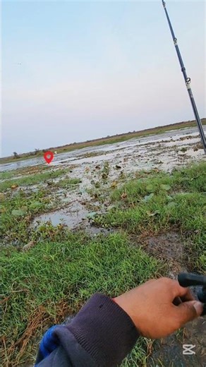 Small fish bite the bait #កូនត្រីខាំកាចៗ #fishing #casting #snakeheadfish #shortvideo #shorts