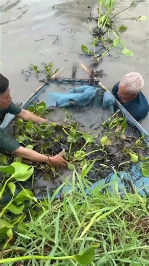 Trapping giant eel fish with survival skills