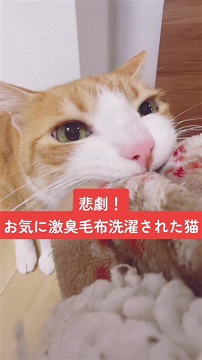 【明日も続編あります】 #猫 #猫のいる暮らし #猫好きさんと繋がりたい #猫のいる生活 #ふみふみ