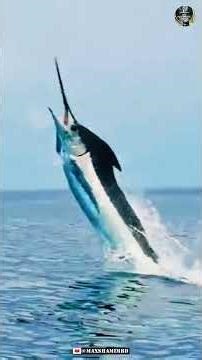 Swordfish : The Deadly Sword of the Sea 😱 | সমুদ্রের চলন্ত তরবারি মাছ! Max Shamim BD