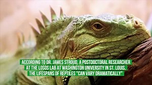 How Long Do Reptiles Live?