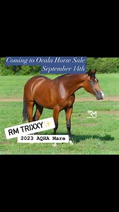 1.8K views · 12 reactions | Ocala Horse Sale on Reels | Facebook