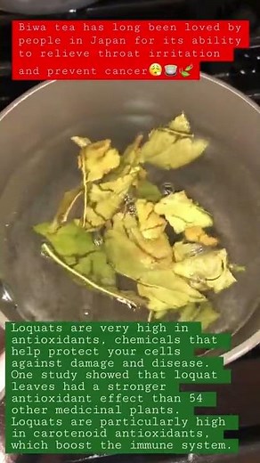 loquat(Biwa)Leaf tea 😮‍💨🍵 anti cancer, throat pain relief, anti inflammatory, weight loss support