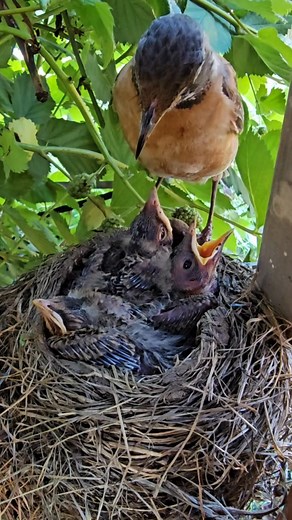 American Robin Baby Pooping Caught on Camera | Worral