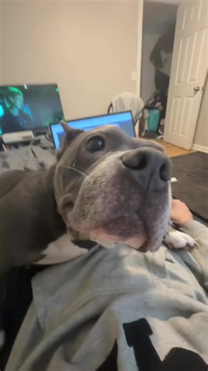 Hilarious Clingy Dogs Who Won't Give Personal Space